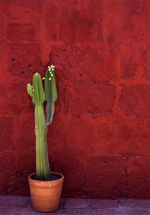 Kaktus vor roter Ziegelwand